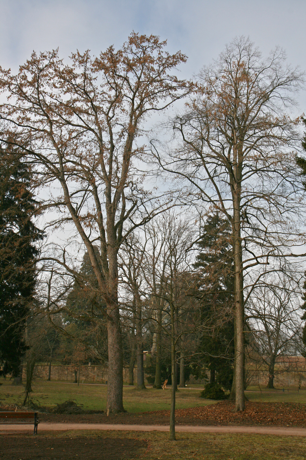 Corylus colurna - Kirchheimbolanden - Feb. 2011