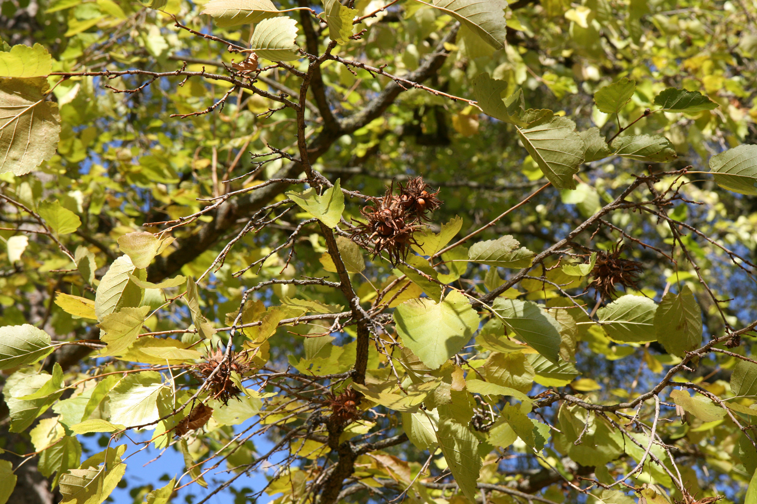 Corylus colurna - Kirchheimbolanden - Okt. 2010