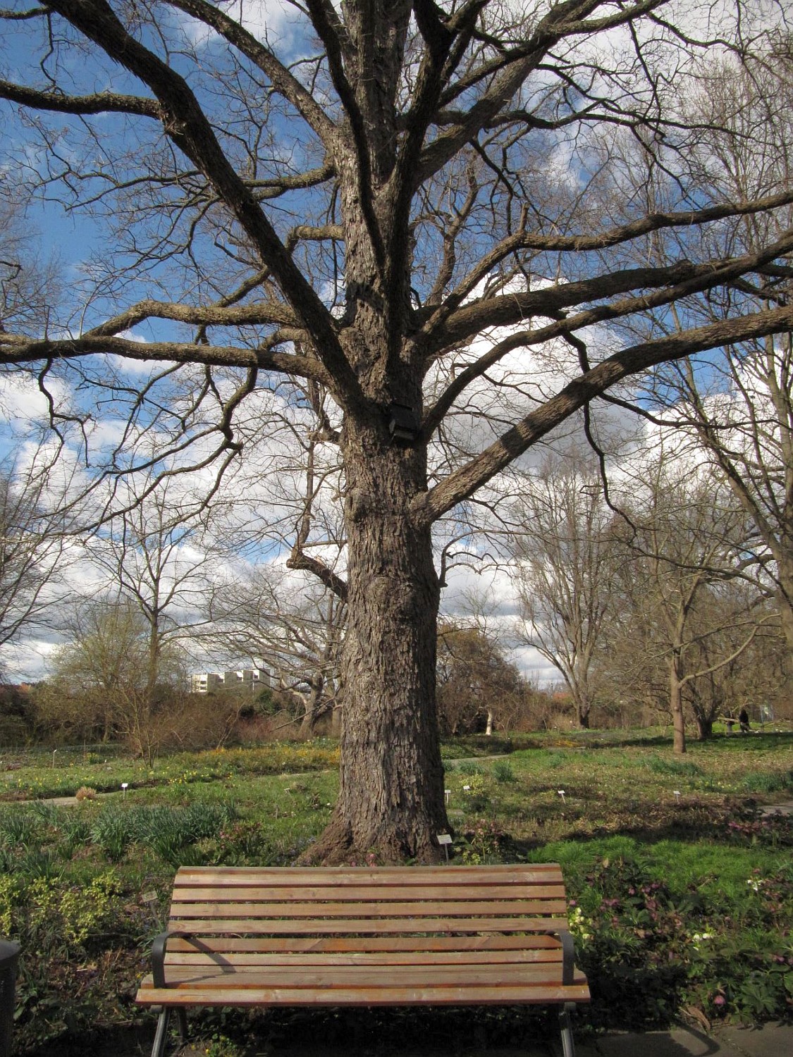 colurna Corylus