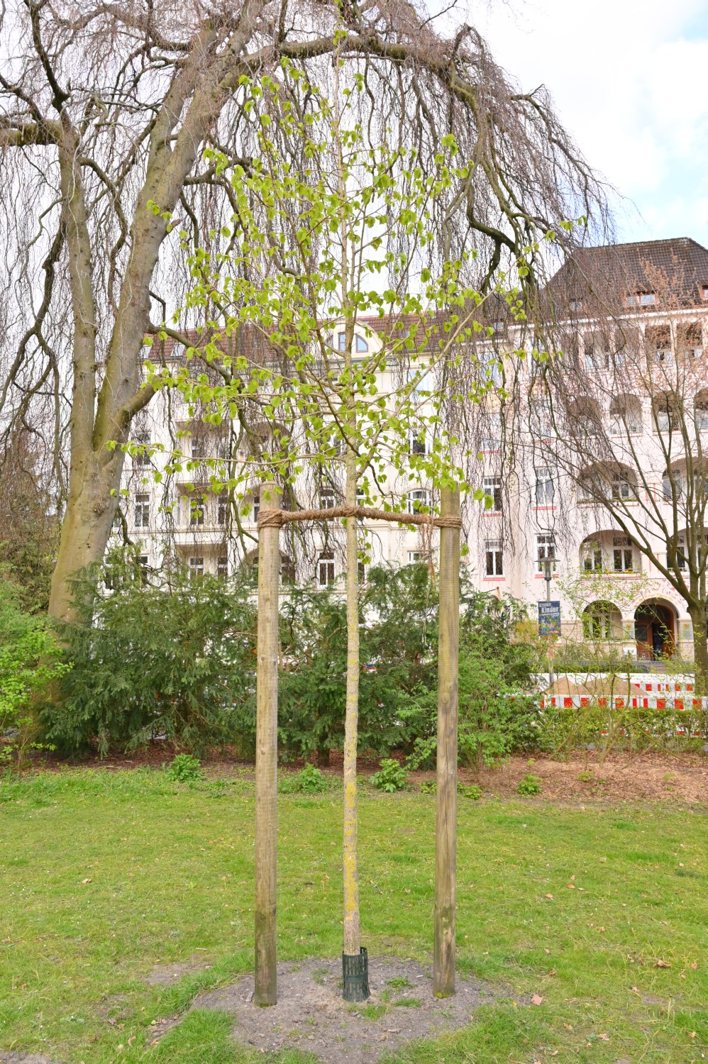 colurna Corylus