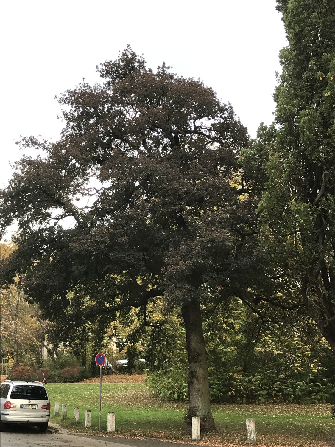 Quercus robur Purple-Leaf Group - Lübeck - 2022