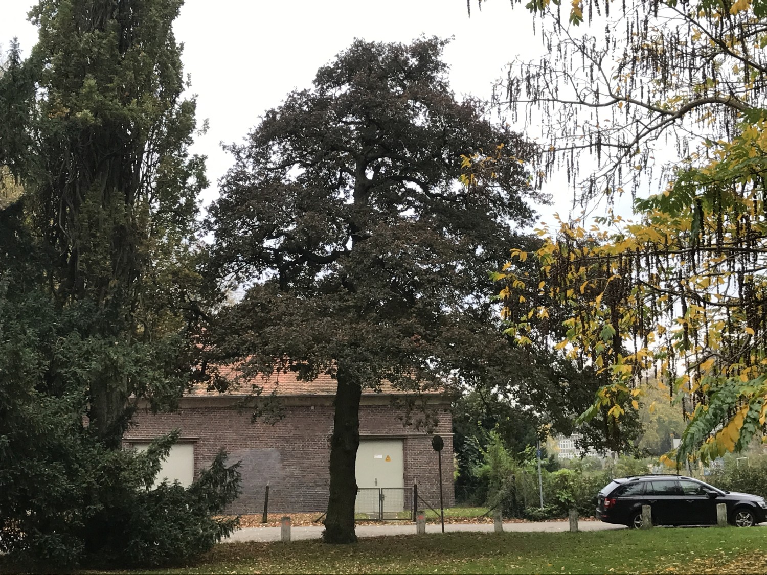 Quercus robur Purple-Leaf Group - Lübeck - 2022