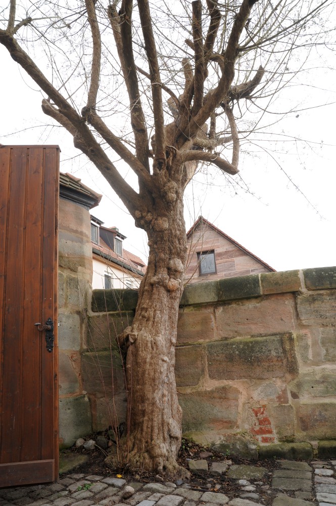 Cornus mas - Nürnberg Kraftshof - 2014