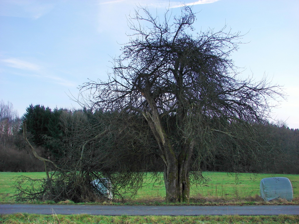 Malus sylvestris - Woelmersen - Januar 2015