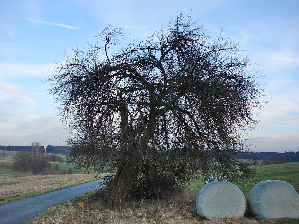 Malus sylvestris - Woelmersen - Januar 2015