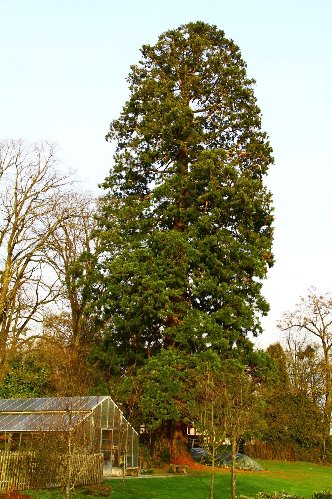 giganteum Sequoiadendron