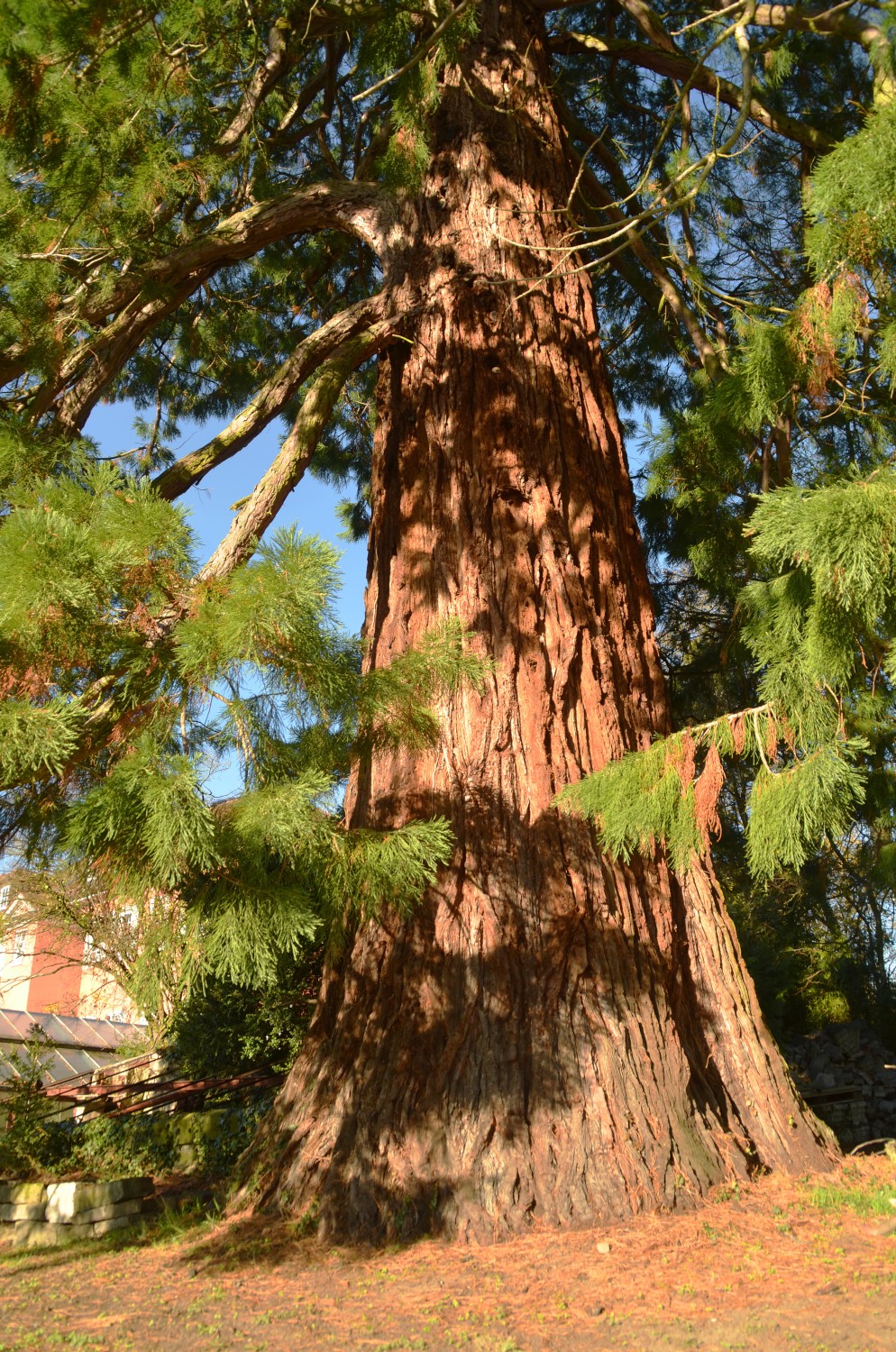 Sequoiadendron giganteum - Jagdschloss Friedrichsruhe