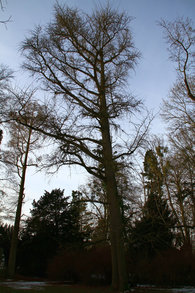 biloba Ginkgo