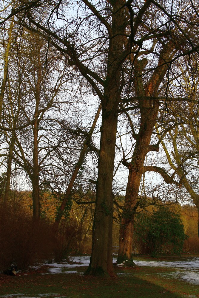 Liriodendron tulipifera