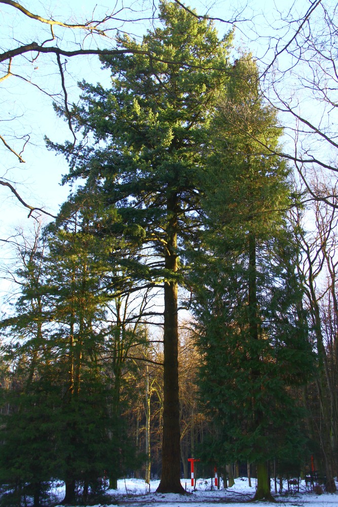menziesii Pseudotsuga