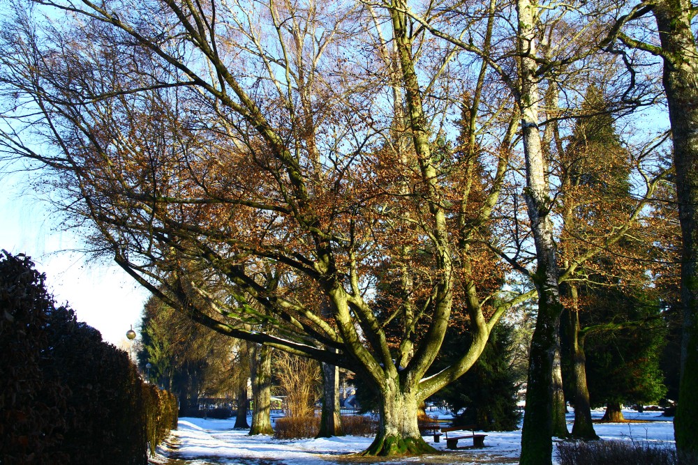 Fagus sylvatica