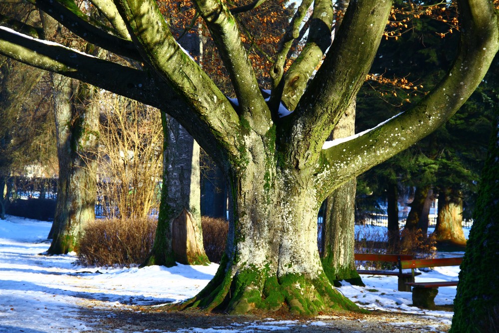 Fagus sylvatica - Welzheim Stadtpark - Januar 2015