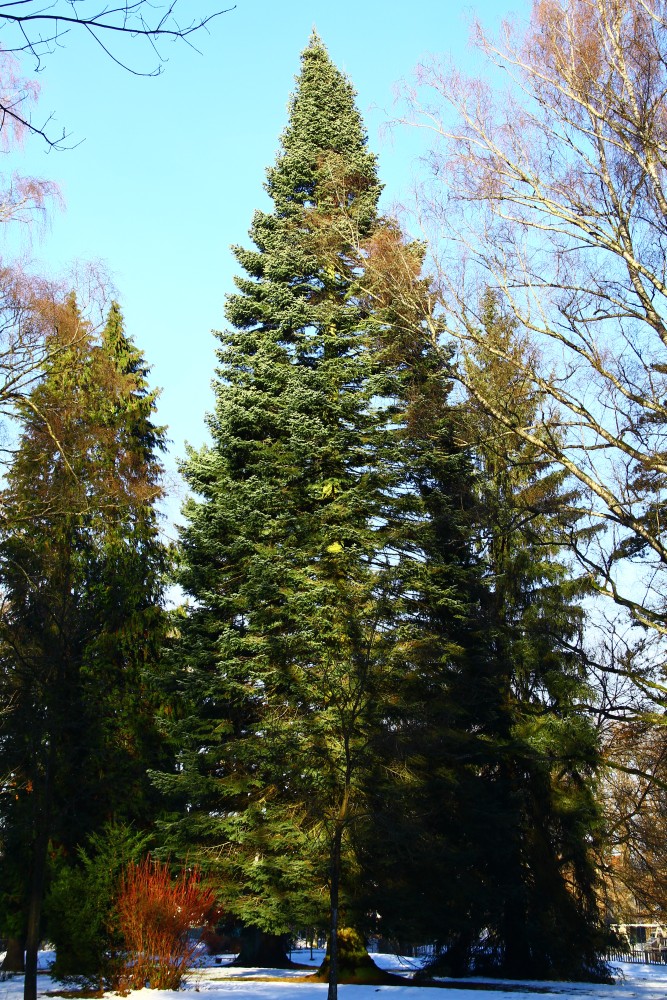 Abies grandis