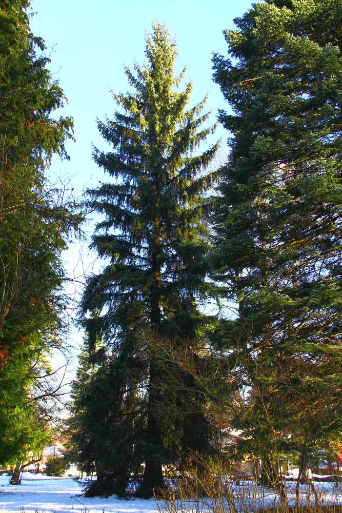 omorika Picea