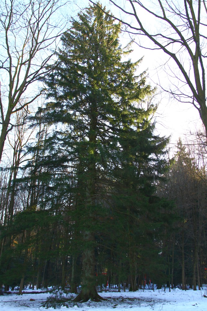 abies Picea