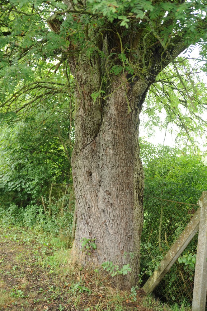 Sorbus domestica - Zaberfeld - 2014