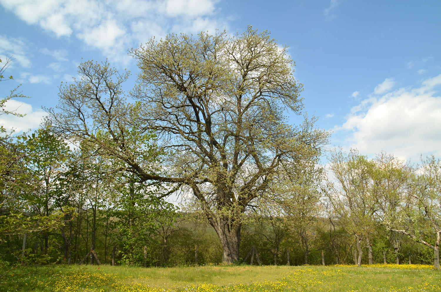 Sorbus domestica - Zaberfeld - Mai 2021