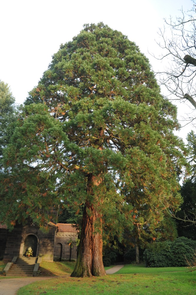 Sequoiadendron giganteum - Darmstadt, Park Rosenhöhe - Herbst 2014