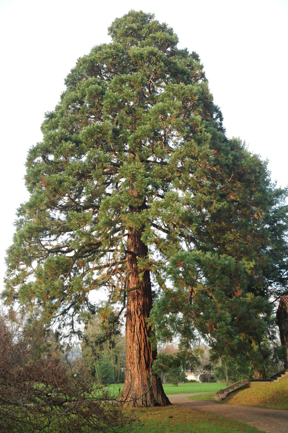 Sequoiadendron giganteum - Darmstadt, Park Rosenhöhe - Herbst 2014