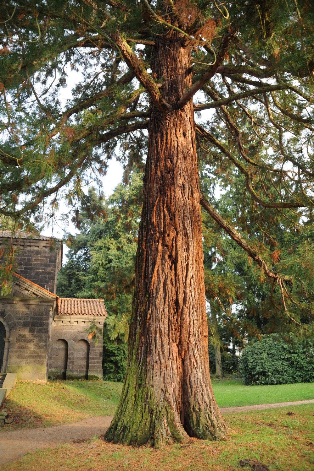 giganteum Sequoiadendron