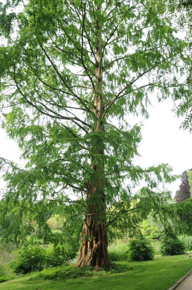 glyptostroboides Metasequoia