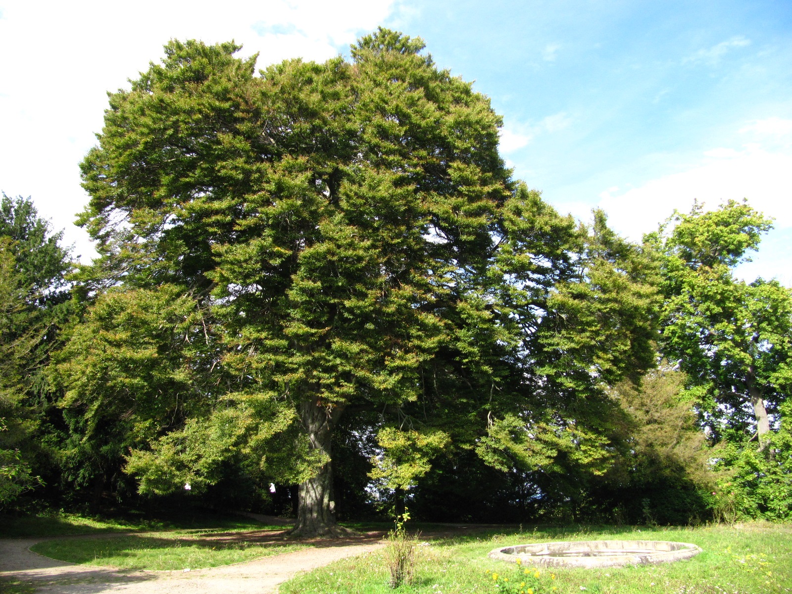 'Asplenifolia' Fagus sylvatica