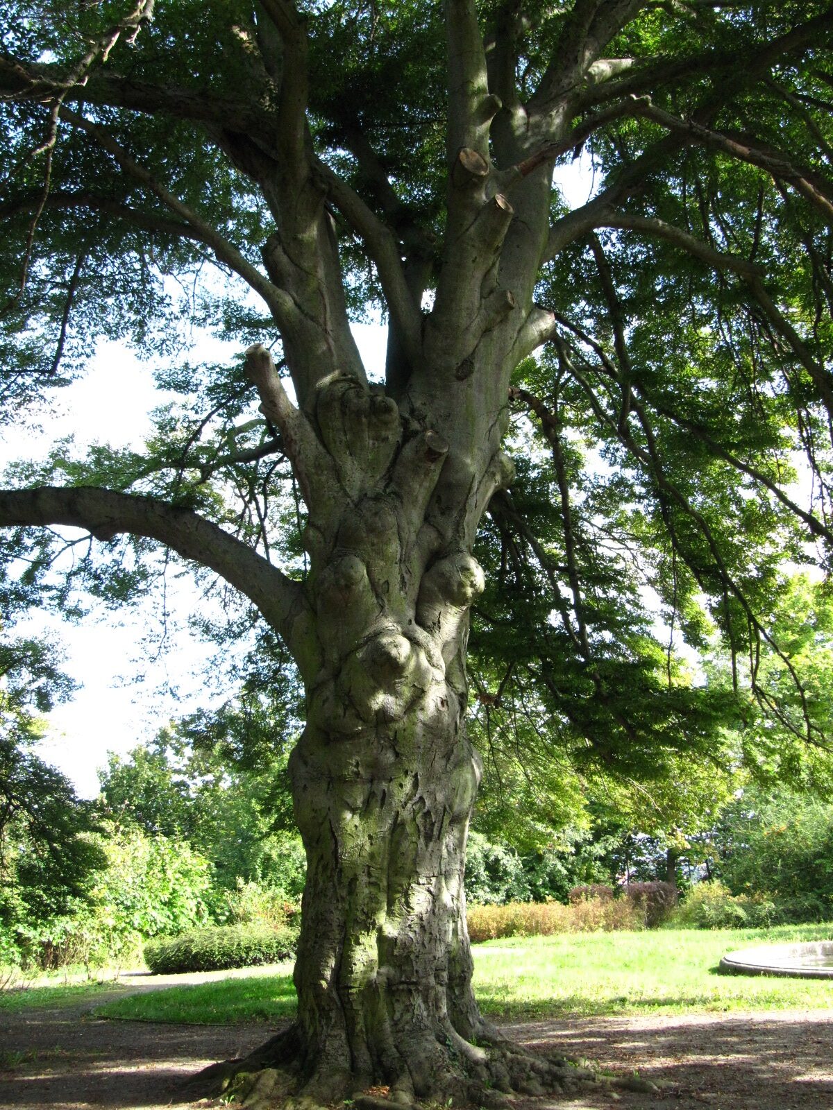 Fagus sylvatica 'Asplenifolia' - Schlosspark Ballenstedt - Sept. 2024