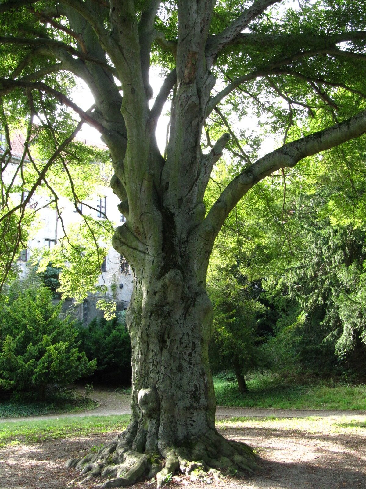 Fagus sylvatica 'Asplenifolia' - Schlosspark Ballenstedt - Sept. 2024
