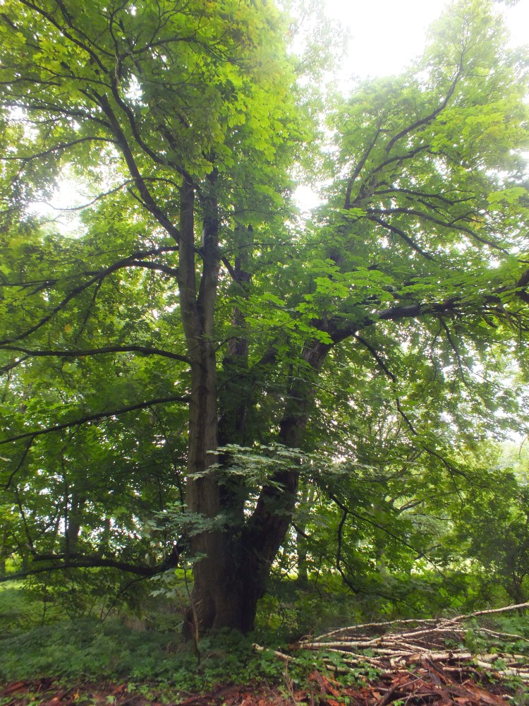 Aesculus hippocastanum - Rothenmoor - Juli 2013
