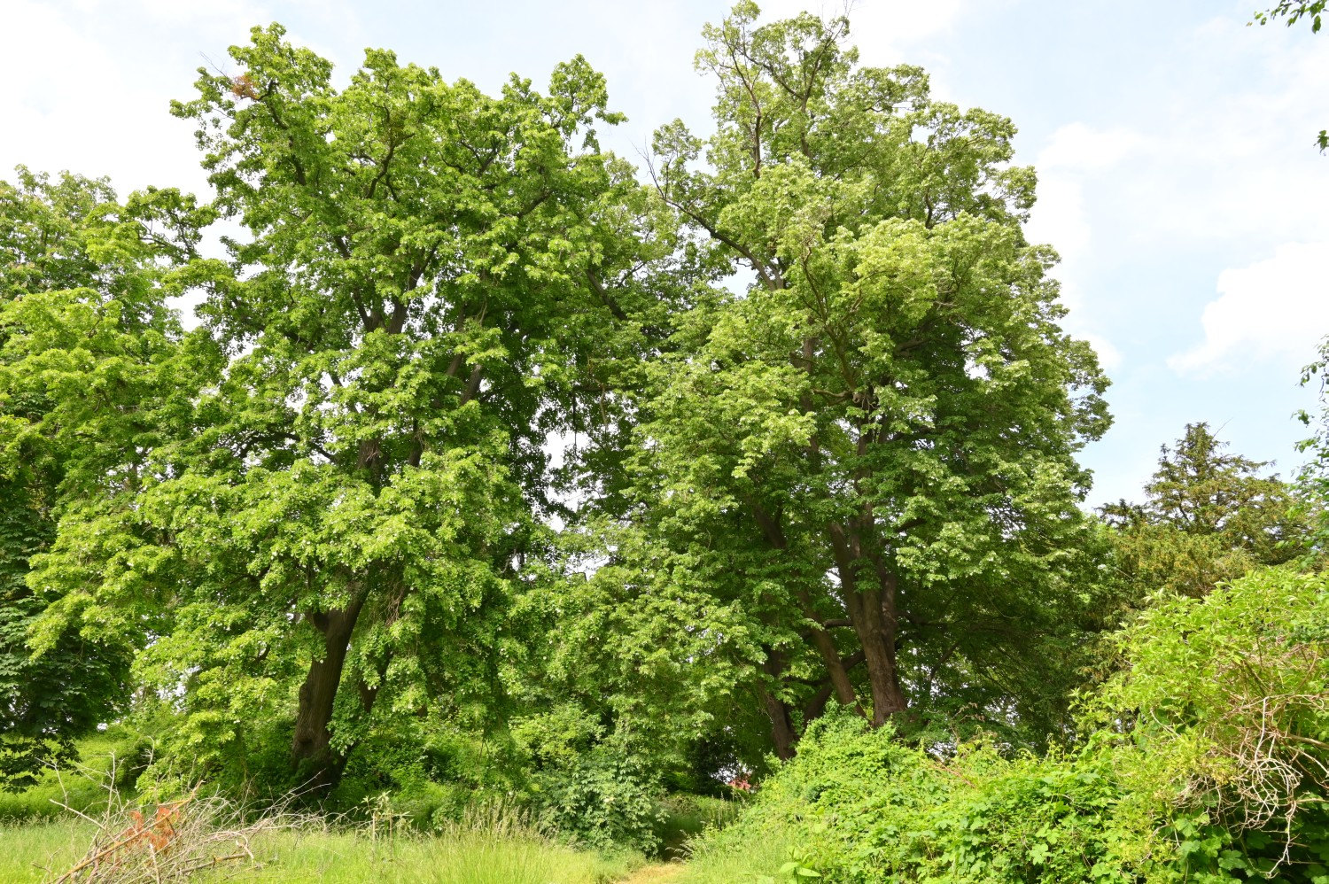 Tilia tomentosa - Schorssow - Mai 2022
