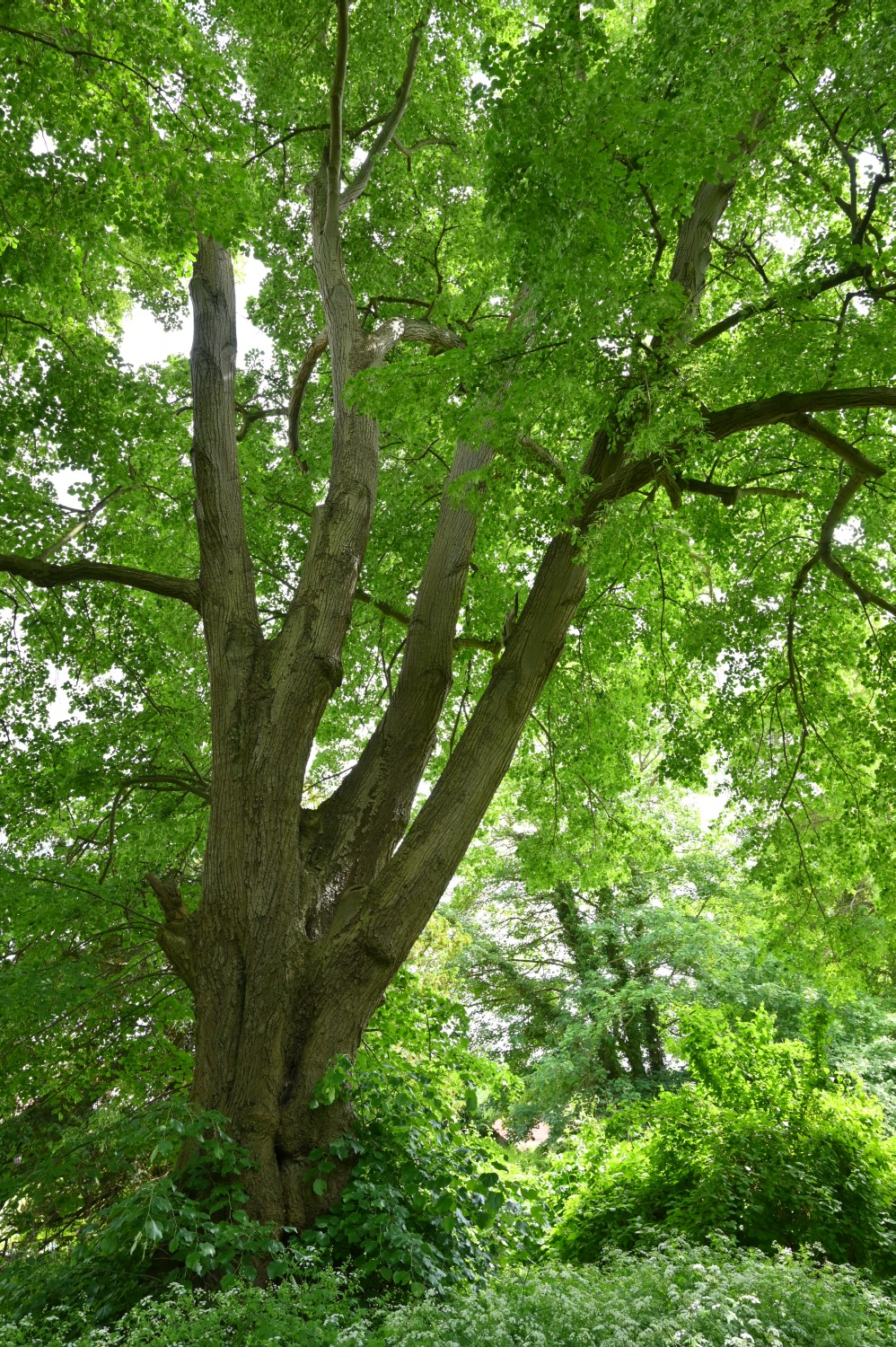 Tilia tomentosa - Schorssow - Mai 2022