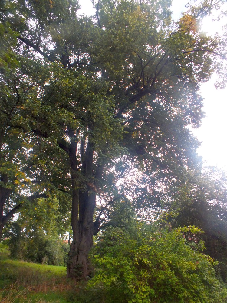Tilia tomentosa