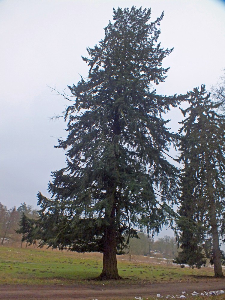 Picea rubens