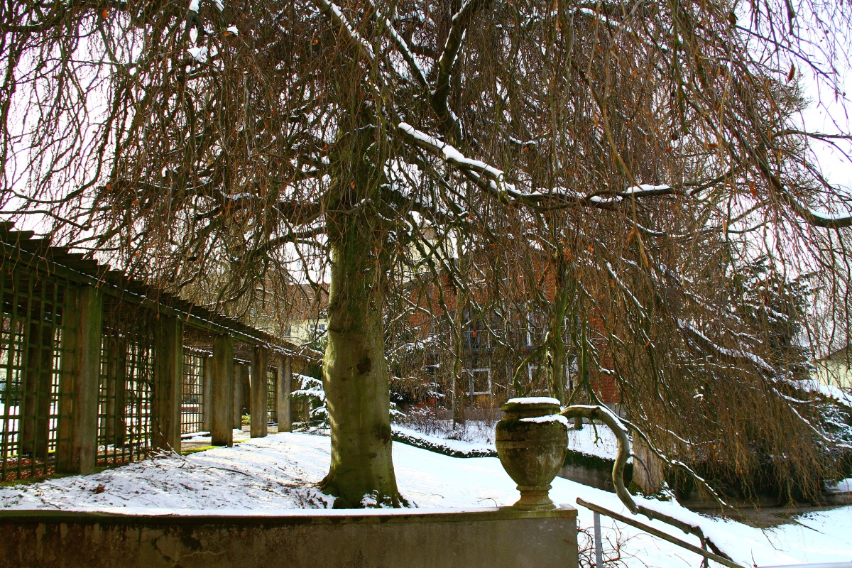 'Pendula' Fagus sylvatica