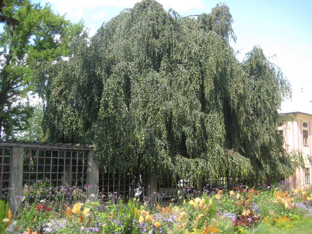 Fagus sylvatica 'Pendula' - Weihenstephan - Juli 2023