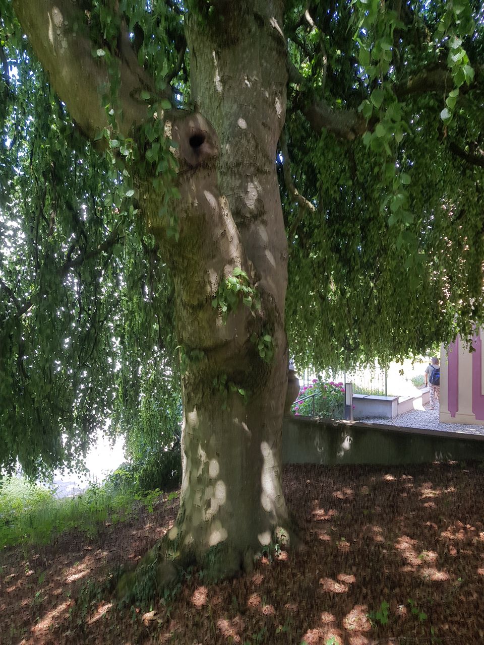 Fagus sylvatica 'Pendula' - Weihenstephan - Juli 2023