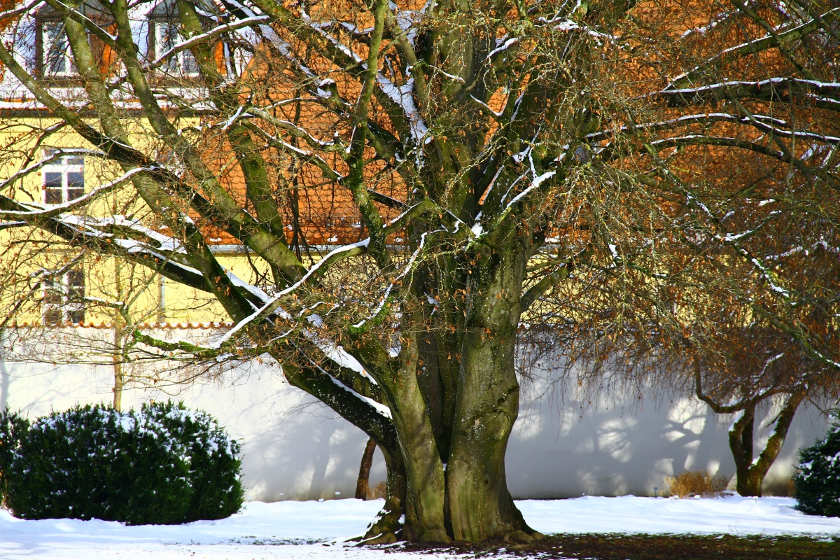 'Swat Magret' Fagus sylvatica