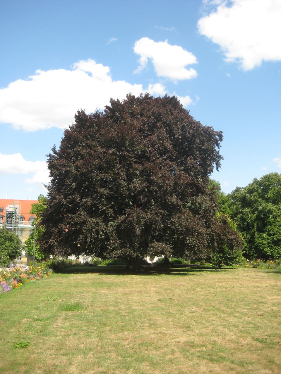 Fagus sylvatica 'Swat Magret' - Weihenstephan - Juli 2023