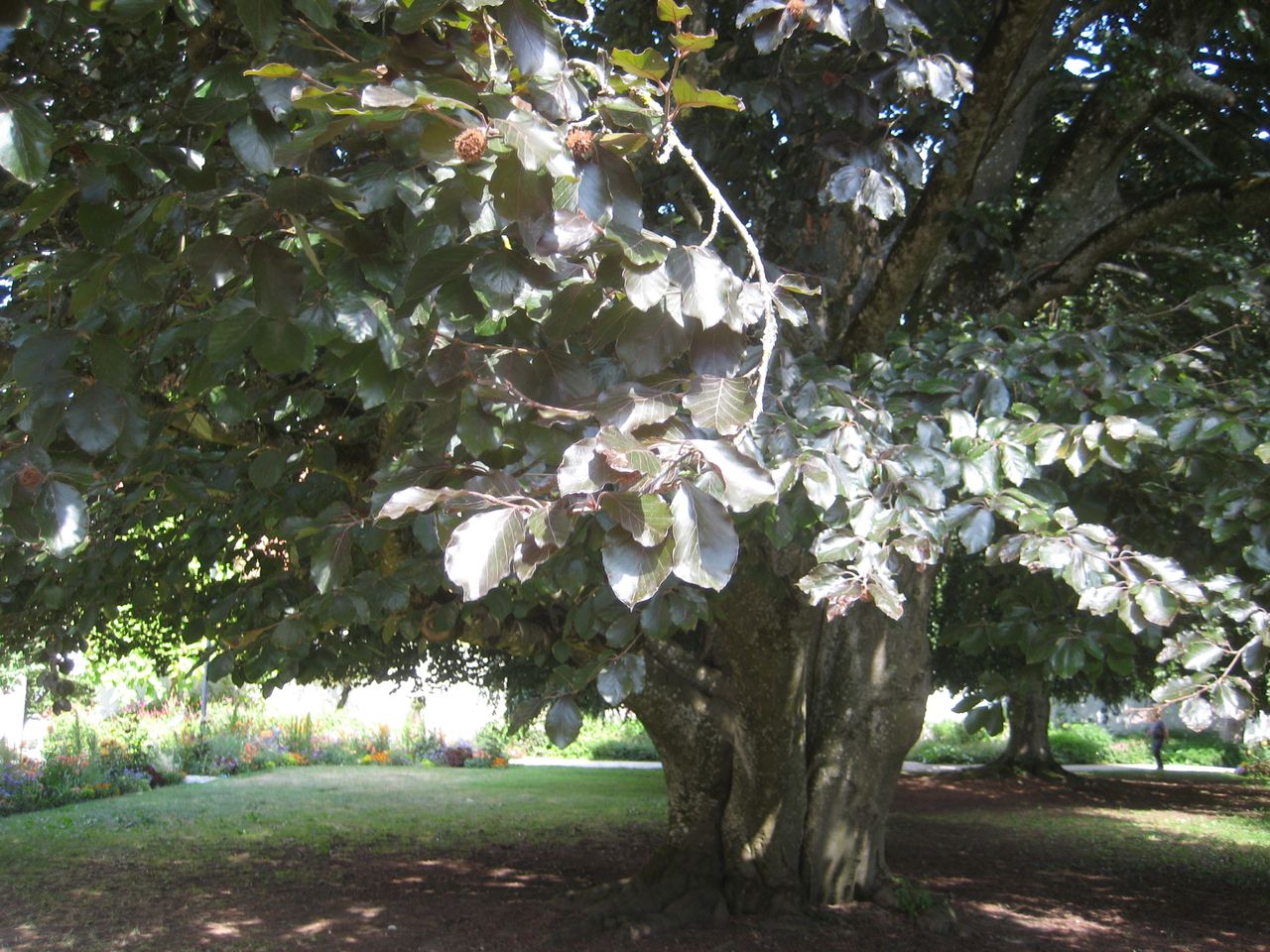 Fagus sylvatica 'Swat Magret' - Freising-Weihenstephan - Juli 2023