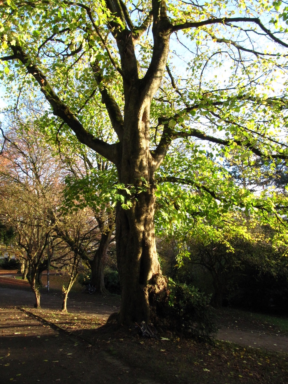 Acer velutinum - Aachen - November 2025