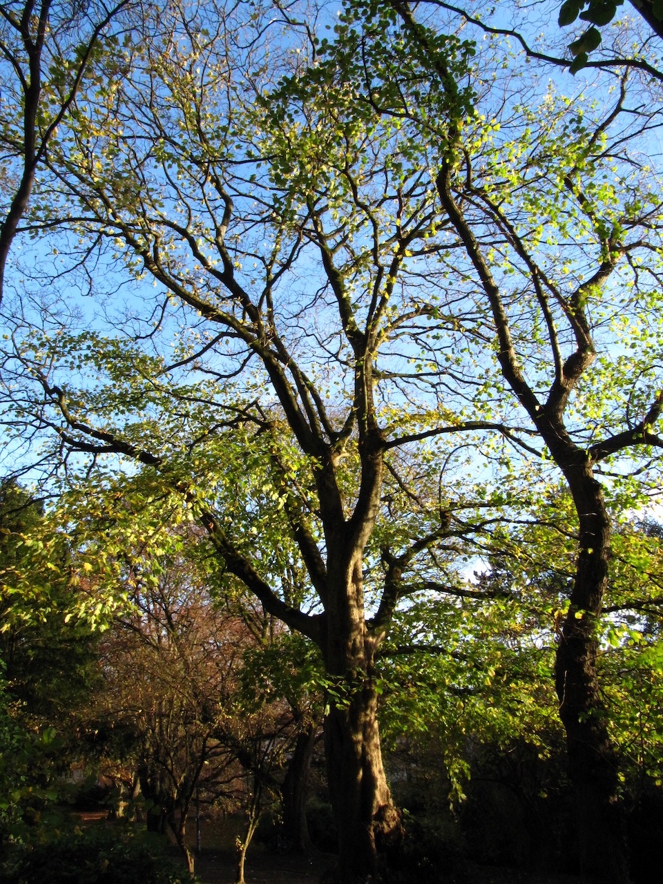 Acer velutinum - Aachen - November 2025