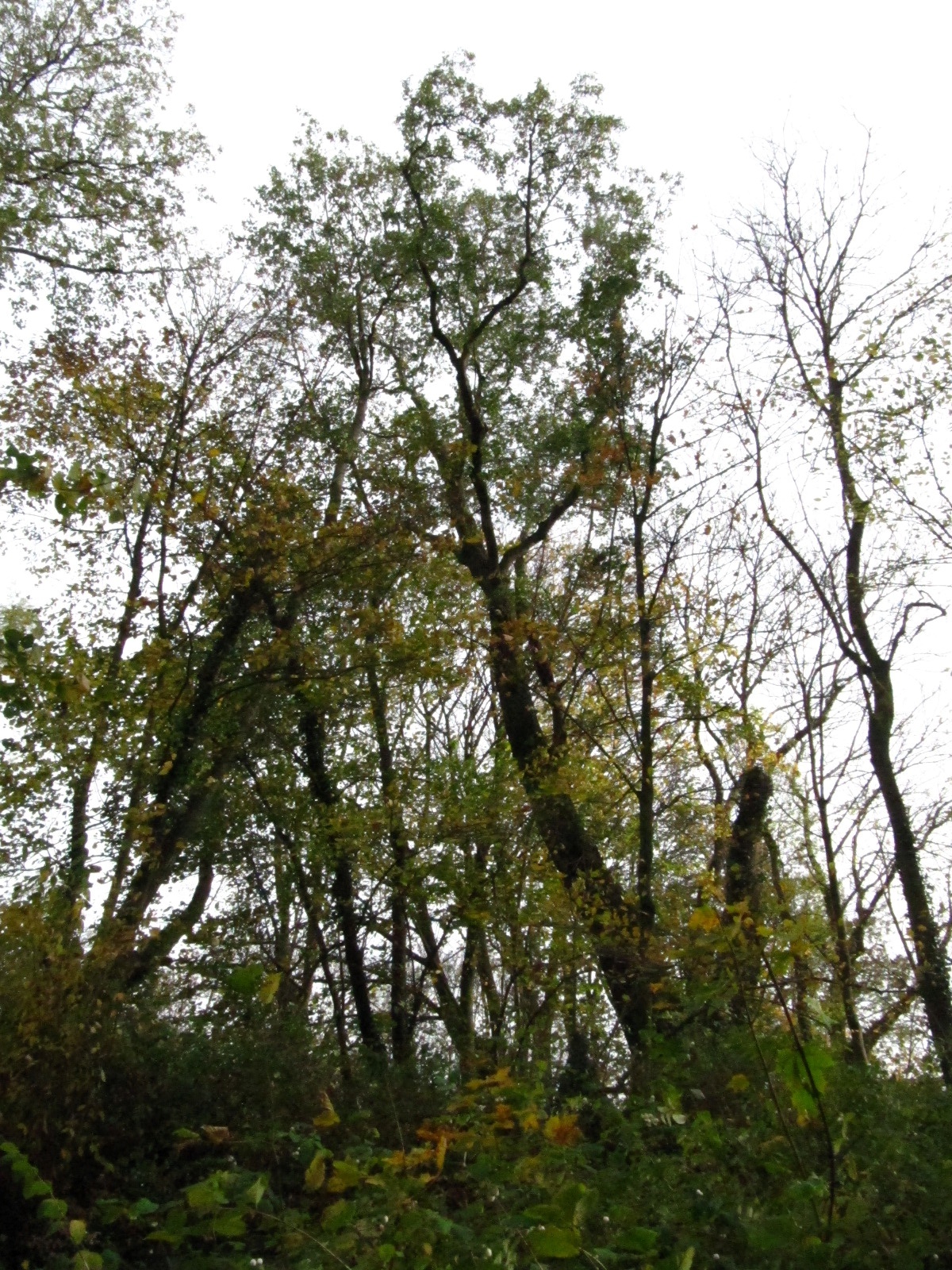 Maclura pomifera - Aachen - November 2025