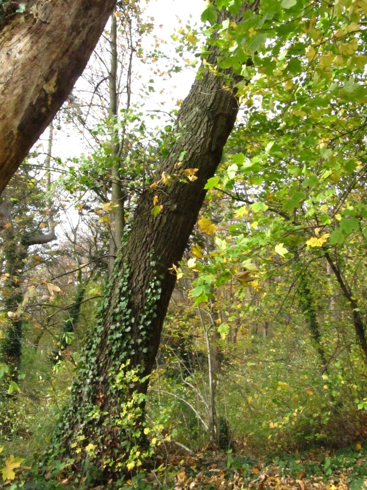 Maclura pomifera - Aachen - November 2025