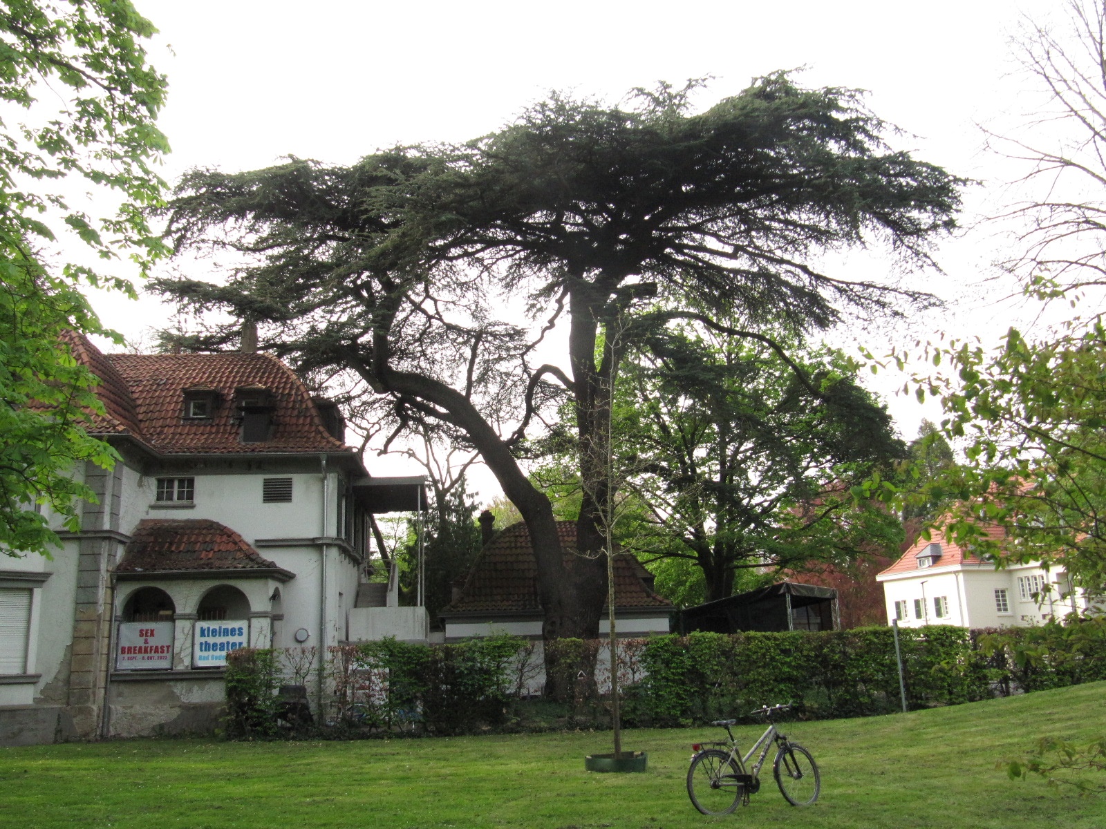 Cedrus libani