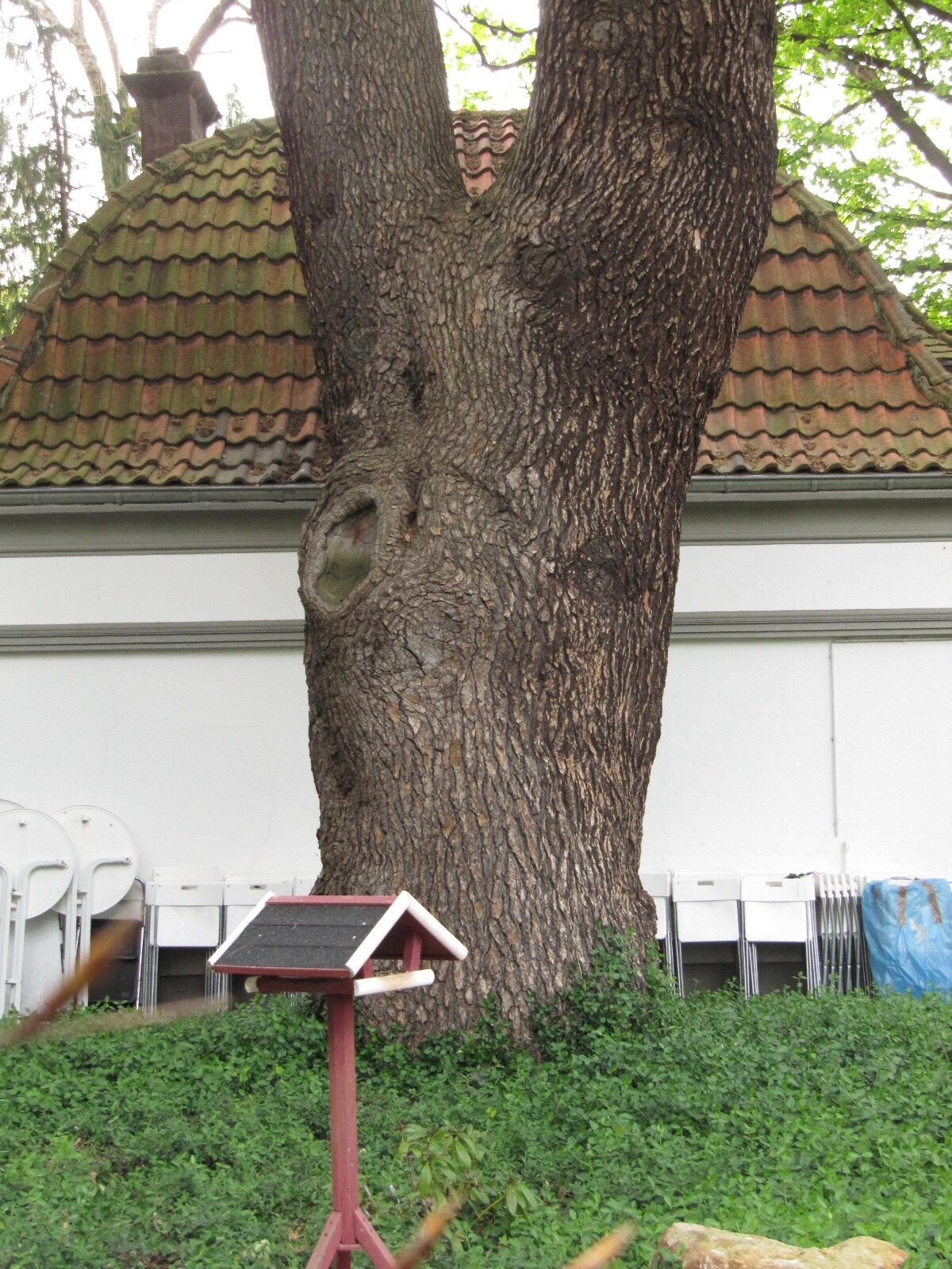 Cedrus libani - Bad Godesberg - April 2023