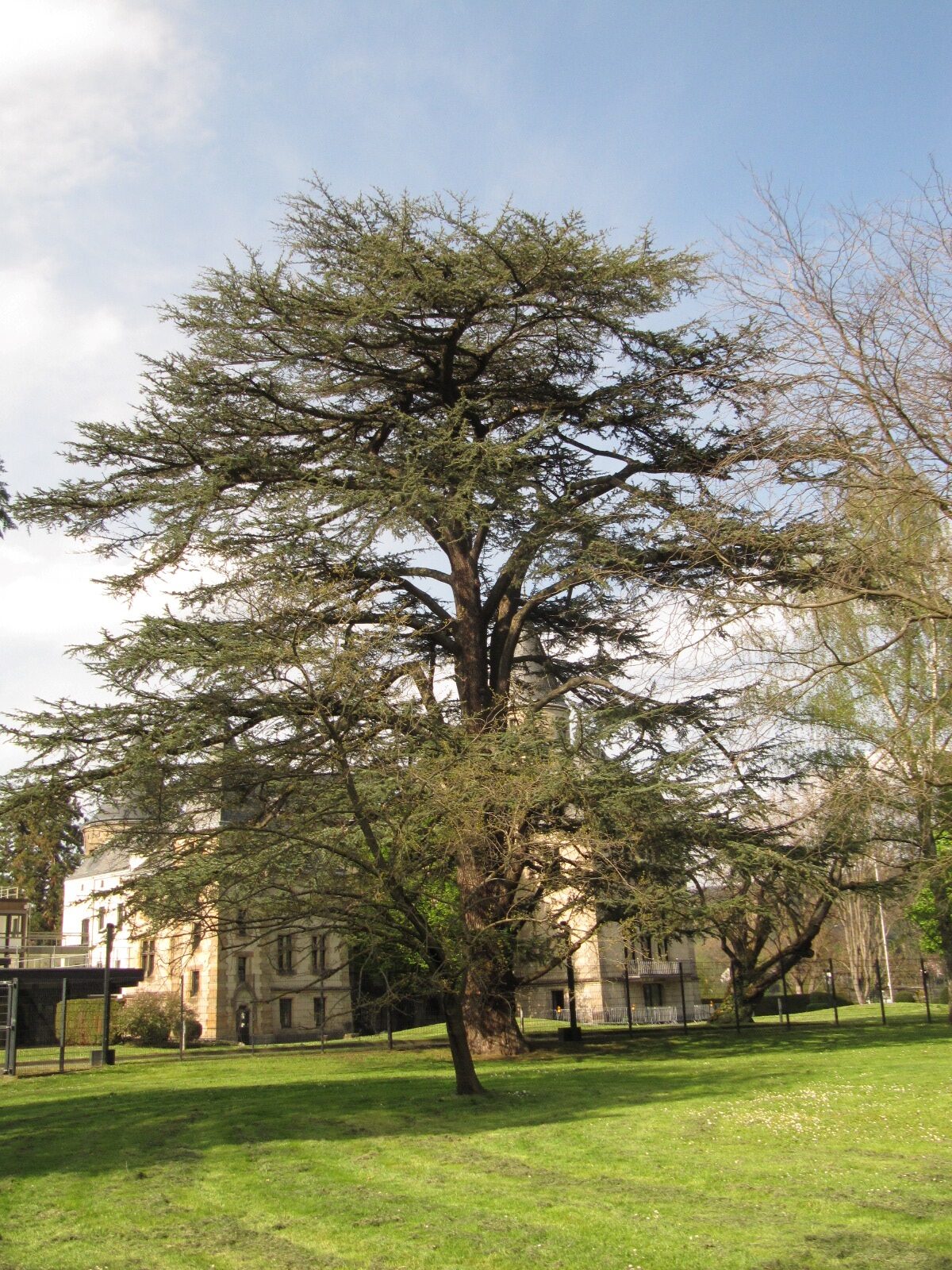 Cedrus libani - Bonn - April 2023
