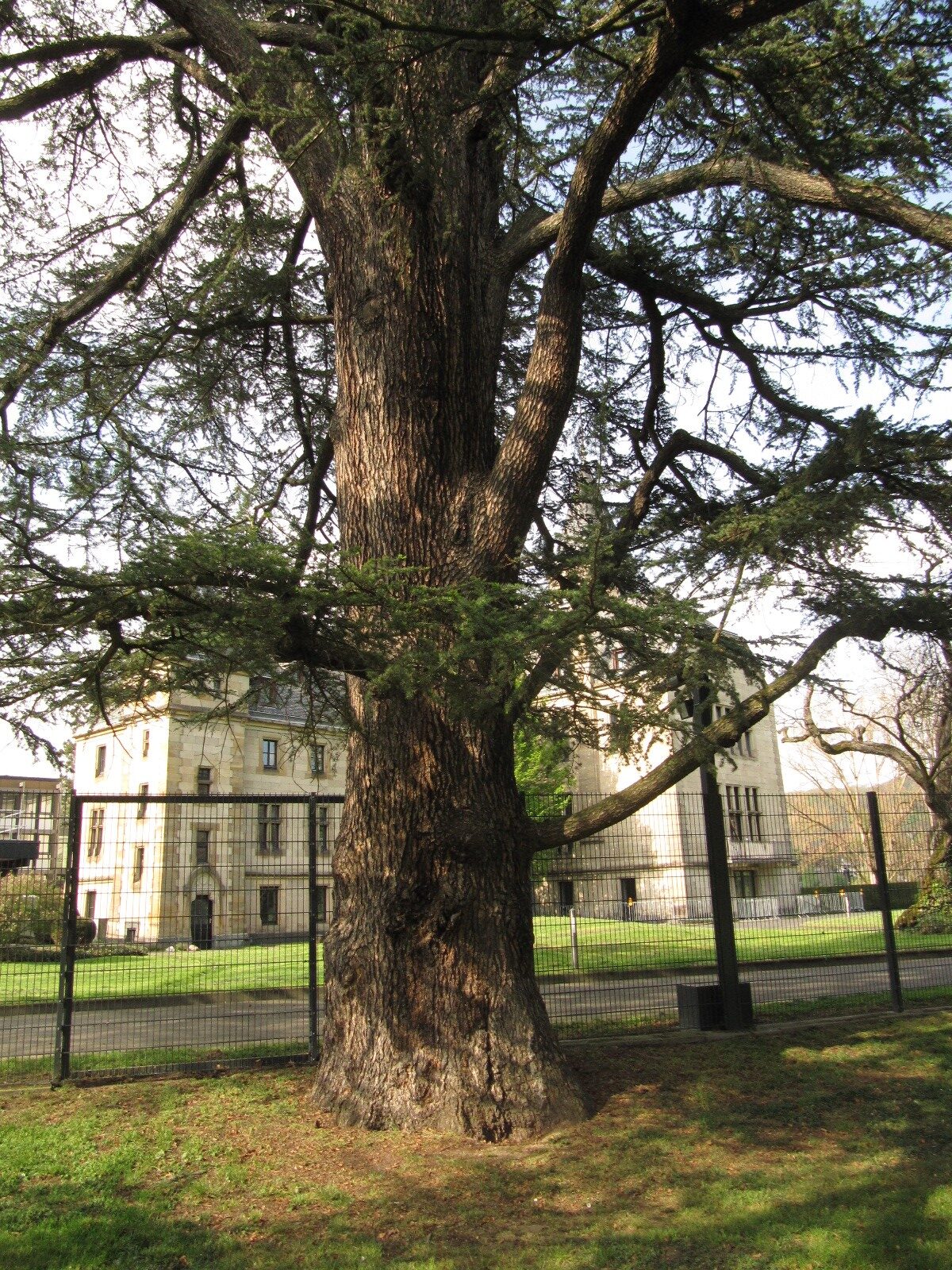 Cedrus libani - Bonn - April 2023