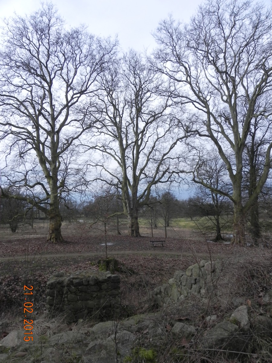 × hispanica Platanus