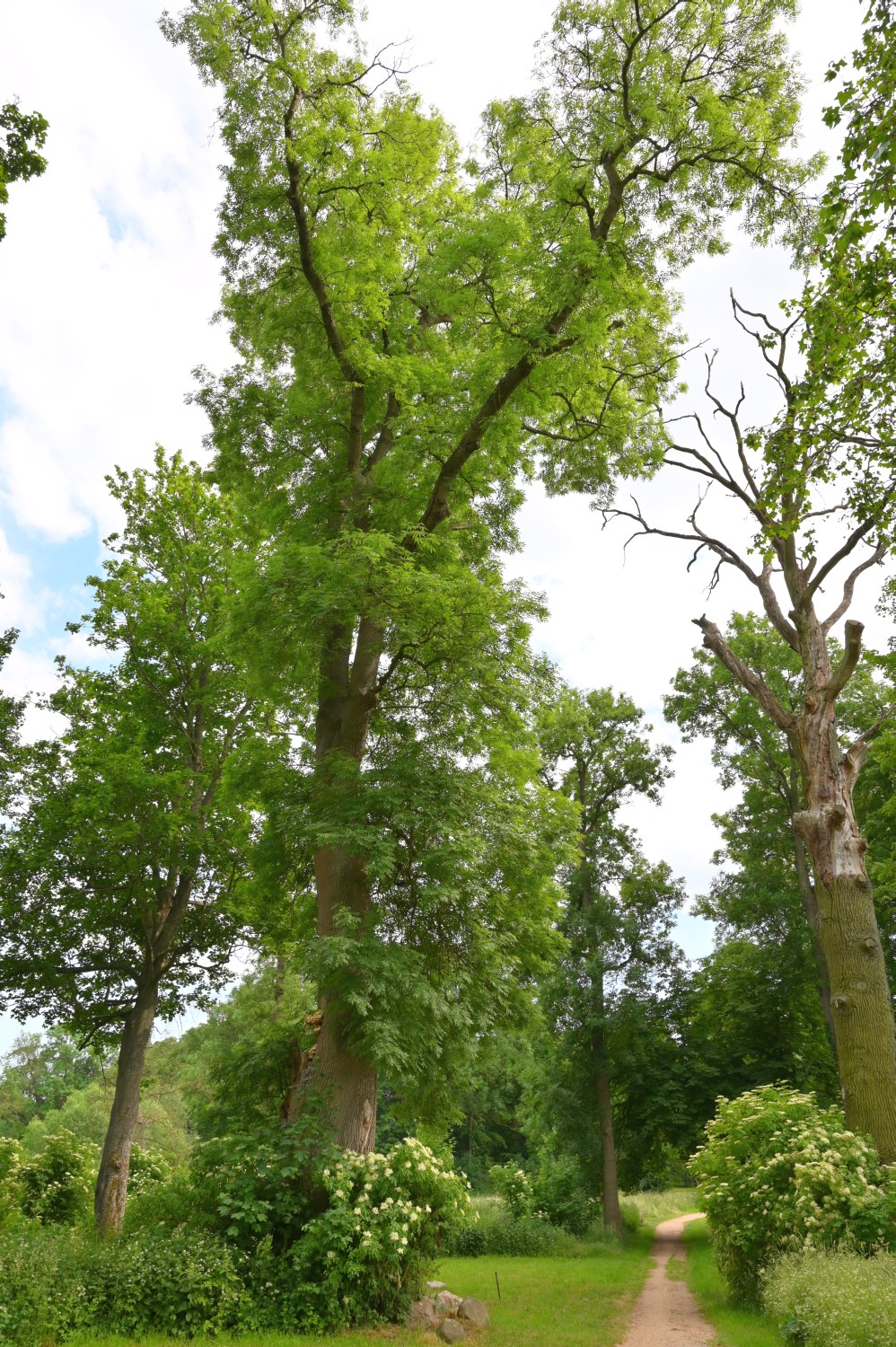Fraxinus excelsior - Wolfshagen, Schlosspark - 2020