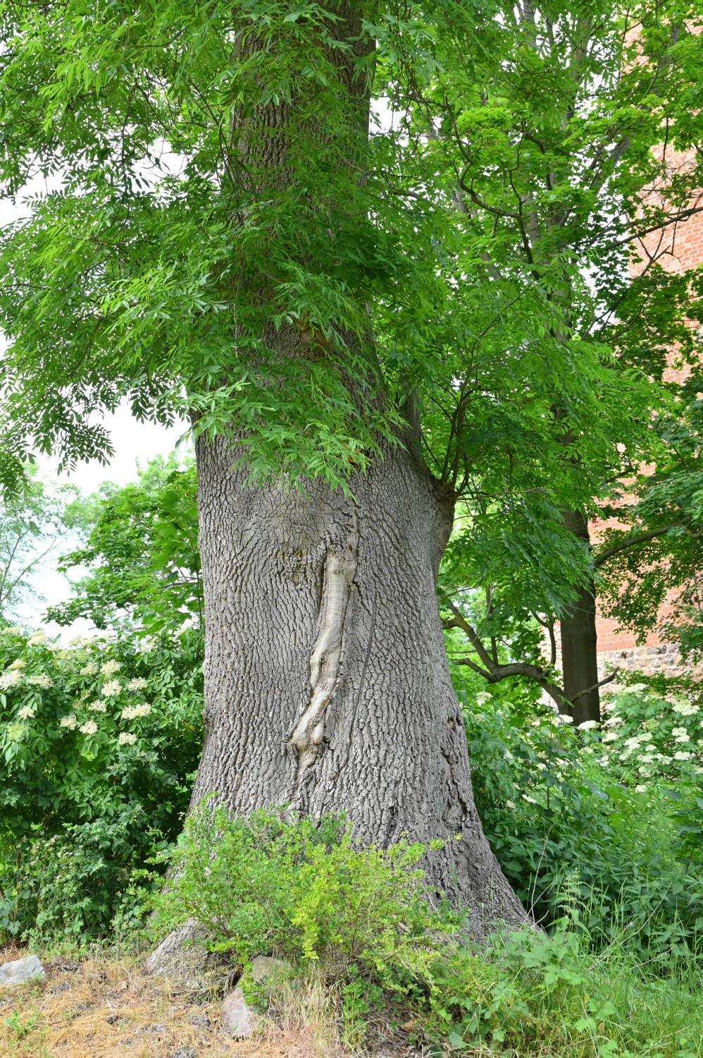 Fraxinus excelsior - Wolfshagen, Schlosspark - 2020
